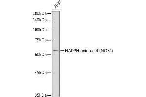 Western blot analysis of extracts of 293T cells, using NADPH oxidase 4 (NOX4) antibody (ABIN6128328, ABIN6144752, ABIN6144753 and ABIN6215143) at 1:1000 dilution. (NADPH Oxidase 4 Antikörper  (AA 328-578))