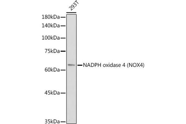 NADPH Oxidase 4 抗体  (AA 328-578)