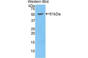Western Blotting (WB) image for anti-Kinesin Family Member 5A (KIF5A) (AA 2-211) antibody (ABIN1859530) (KIF5A Antikörper  (AA 2-211))