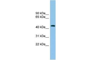 WB Suggested Anti-ACTR1B Antibody Titration: 0. (ACTR1B Antikörper  (Middle Region))