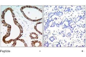 Image no. 1 for anti-14-3-3 zeta (YWHAZ) (Ser58) antibody (ABIN197404) (14-3-3 zeta Antikörper  (Ser58))