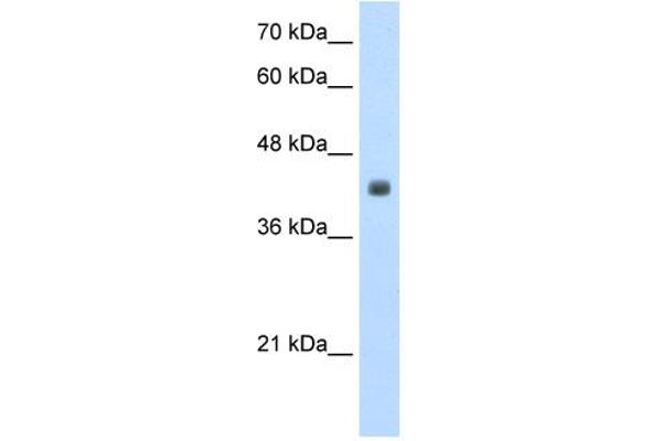 CCBL2 Antikörper  (N-Term)