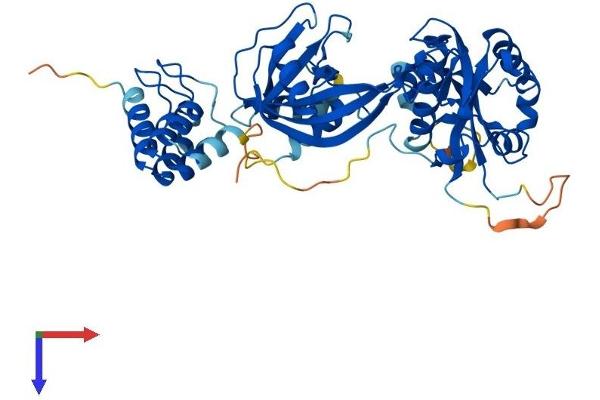 NUDT12 Protein (AA 1-462) (His tag)