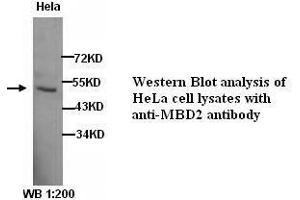 Image no. 1 for anti-Methyl-CpG Binding Domain Protein 2 (MBD2) antibody (ABIN790915) (MBD2 Antikörper)