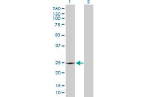 Western Blot analysis of CRK expression in transfected 293T cell line by CRK MaxPab polyclonal antibody. (Crk Antikörper  (AA 1-204))