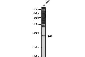 Western blot analysis of extracts of Rat brain, using IL18 antibody (ABIN7267992) at 1:1000 dilution. (IL-18 Antikörper)