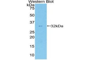 Western Blotting (WB) image for anti-Annexin A6 (ANXA6) (AA 251-504) antibody (ABIN1858033) (ANXA6 Antikörper  (AA 251-504))