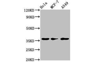 Western Blot Positive WB detected in: Hela whole cell lysate, MCF-7 whole cell lysate, A549 whole cell lysate All lanes: RCE1 antibody at 3. (RCE1/FACE2 Antikörper  (AA 133-185))