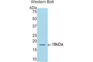 Western blot analysis of the recombinant protein. (DBR1 Antikörper  (AA 243-372))
