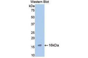 Western Blotting (WB) image for anti-Tryptase alpha/beta 1 (TPSAB1) (AA 149-273) antibody (ABIN1860850) (TPSAB1 Antikörper  (AA 149-273))
