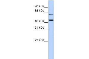 WB Suggested Anti-CMAS Antibody Titration:  0. (CMAS Antikörper  (N-Term))