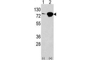 Western blot analysis of EIF4B antibody and 293 lysate transiently transfected with the EIF4B gene (2ug/lane). (EIF4B Antikörper  (AA 353-382))