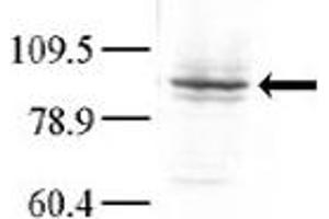 Western blot analysis of anti-GLK Pab (ABIN392541 and ABIN2842091) in Hela cell lysate. (MAP4K3 Antikörper  (C-Term))