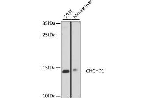 Western blot analysis of extracts of various cell lines, using CHCHD1 antibody (ABIN7266447) at 1000 dilution. (CHCHD1 Antikörper  (AA 1-118))