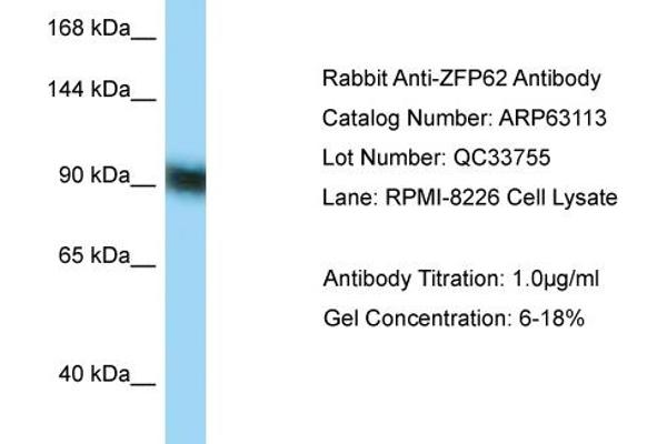 Zinc Finger Protein 62 (ZFP62) (C-Term) Antikörper