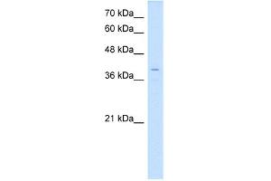 WB Suggested Anti-LSAMP Antibody Titration:  0. (LSAMP Antikörper  (N-Term))