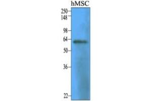 Western Blotting (WB) image for anti-5'-Nucleotidase, Ecto (CD73) (NT5E) (AA 27-252) antibody (ABIN316595)