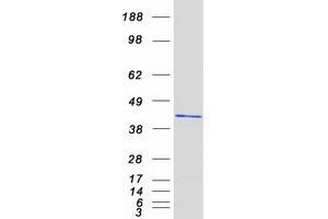 Western Blotting (WB) image for NudE Nuclear Distribution E Homolog (A. Nidulans)-Like 1 (NDEL1) (Transcript Variant 1) protein (Myc-DYKDDDDK Tag) (ABIN2726921)