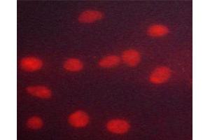 ABIN6267318 staining HeLa cells by ICC/IF.