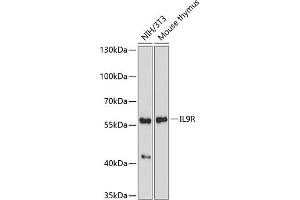 Western blot analysis of extracts of various cell lines, using IL9R antibody (ABIN7268006) at 1:1000 dilution. (IL9 Receptor Antikörper  (AA 50-150))