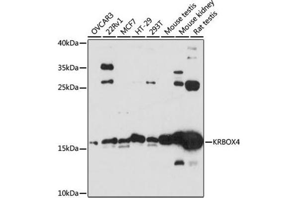 KRAB Box Domain Containing 4 (KRBOX4) (C-Term) Antikörper
