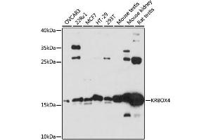Western blot analysis of extracts of various cell lines, using KRBOX4 antibody  at 1:3000 dilution. (KRAB Box Domain Containing 4 (KRBOX4) (C-Term) Antikörper)