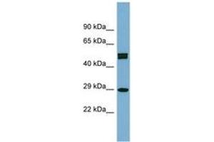 Image no. 1 for anti-Homeobox C8 (HOXC8) (AA 107-156) antibody (ABIN6742085) (HOXC8 Antikörper  (AA 107-156))