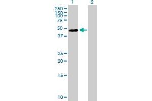 Western Blot analysis of HNRNPD expression in transfected 293T cell line by HNRNPD MaxPab polyclonal antibody. (HNRNPD/AUF1 Antikörper  (AA 1-355))