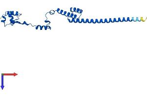 RPL19 Protein (AA 1-196) (His tag)