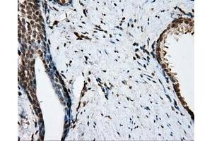 Immunohistochemistry (IHC) image for anti-Nitrilase Family, Member 2 (NIT2) antibody (ABIN1499737) (NIT2 Antikörper)
