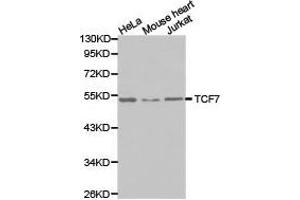 Western Blotting (WB) image for anti-Transcription Factor 7 (T-Cell Specific, HMG-Box) (TCF7) antibody (ABIN1875040) (TCF7 Antikörper)
