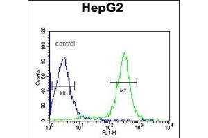 ITIH2 Antibody (C-term) (ABIN390667 and ABIN2840962) flow cytometric analysis of HepG2 cells (right histogram) compared to a negative control cell (left histogram). (ITIH2 Antikörper  (C-Term))