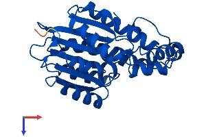 SPR Protein (AA 1-261) (His tag)