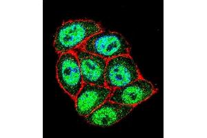 Confocal immunofluorescent analysis of p16INK4a Antibody (C-term ) (ABIN1981278 and ABIN2845115) with Hela cell followed by Alexa Fluor 488-conjugated goat anti-rabbit lgG (green). (CDKN2A Antikörper  (C-Term))