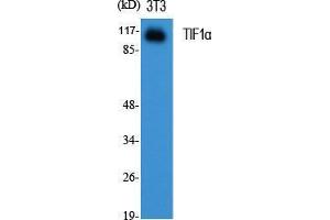 Western Blot (WB) analysis of specific cells using TIF1alpha Polyclonal Antibody. (TRIM24 Antikörper  (C-Term))