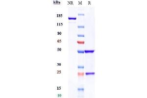 Anti-VEGFR2 / KDR / CD309 Reference Antibody (ramucirumab) on SDS-PAGE under reducing (R) condition. (Rekombinanter VEGFR2 (Ramucirumab Biosimilar) Antikörper)