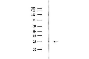 anti-RAB3C, Member RAS Oncogene Family (Rab3c) (C-Term) antibody