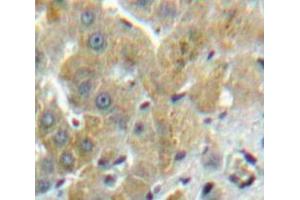 IHC-P analysis of Liver tissue, with DAB staining. (FUCA1 Antikörper  (AA 170-420))