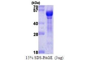 Angiopoietin 1 (ANGPT1) (AA 20-498) peptide