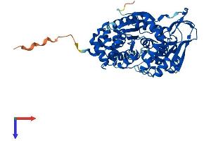 Thymidine Phosphorylase Protein (TYMP) (AA 1-471) (His tag)
