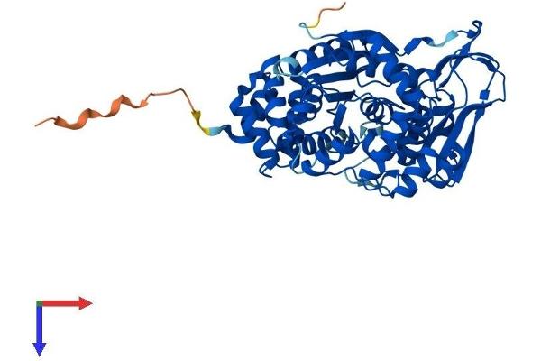 Thymidine Phosphorylase Protein (TYMP) (AA 1-471) (His tag)