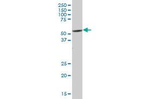 PTK6 MaxPab polyclonal antibody. (PTK6 Antikörper  (AA 1-451))