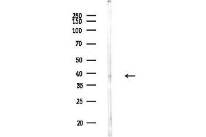 anti-Programmed Cell Death 2 (PDCD2) (N-Term) antibody