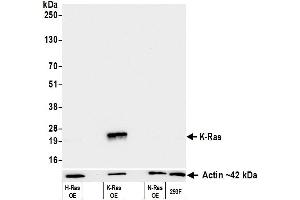 Western Blotting (WB) image for anti-HRas proto-oncogene, GTPase (HRAS) (AA 50-100) antibody (ABIN7795737)