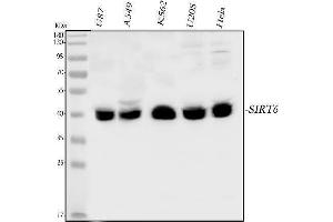 anti-Sirtuin 6 (SIRT6) (AA 14-180) antibody