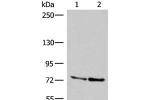 Western blot analysis of A172 and NIH/3T3 cell lysates using DNAJC14 Polyclonal Antibody at dilution of 1:400 (DNAJC14 Antikörper)
