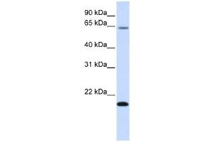 Western Blotting (WB) image for anti-Family with Sequence Similarity 19 (Chemokine (C-C Motif)-Like), Member A3 (FAM19A3) antibody (ABIN2458854) (FAM19A3 Antikörper)