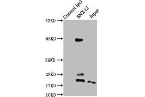 Immunoprecipitating SNX12 in A549 whole cell lysate Lane 1: Rabbit control IgG instead of ABIN7170348 in A549 whole cell lysate. (SNX12 Antikörper  (AA 2-172))