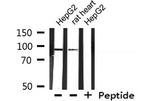 Western blot analysis of extracts from HepG2, rat heart, using BCAR3 Antibody.