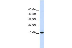 WB Suggested Anti-DDT Antibody Titration:  0.
